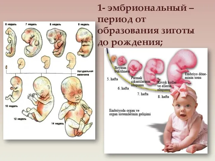 1- эмбриональный – период от образования зиготы до рождения;