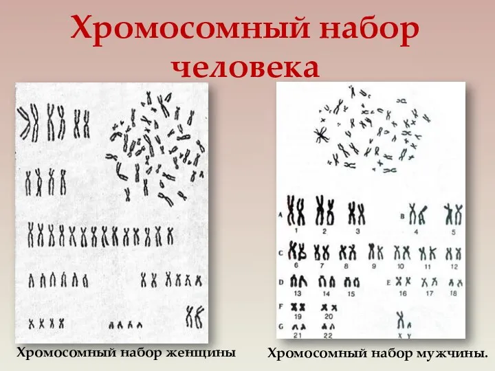 Хромосомный набор человека Хромосомный набор женщины Хромосомный набор мужчины.