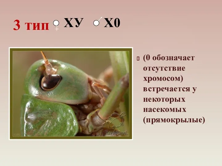 (0 обозначает отсутствие хромосом) встречается у некоторых насекомых (прямокрылые) 3 тип ХУ Х0