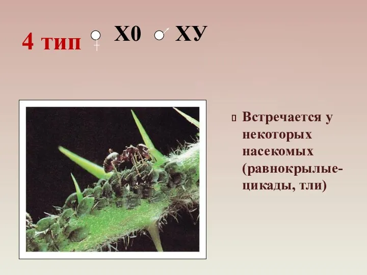 Встречается у некоторых насекомых (равнокрылые- цикады, тли) 4 тип Х0 ХУ