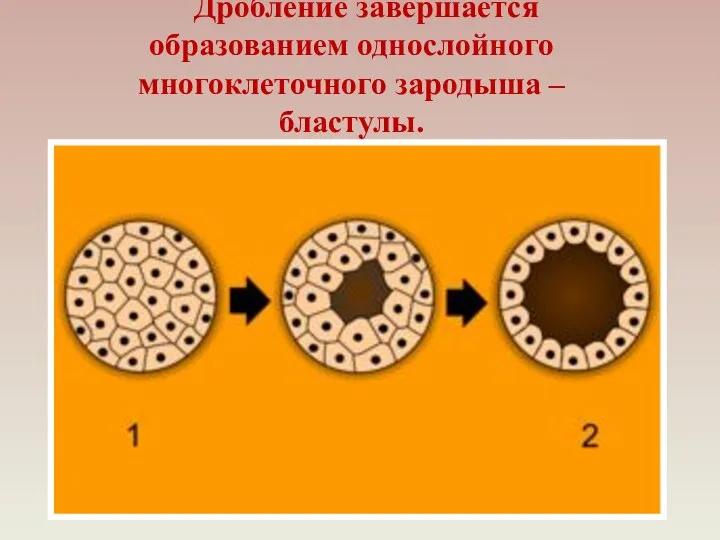 Дробление завершается образованием однослойного многоклеточного зародыша – бластулы.