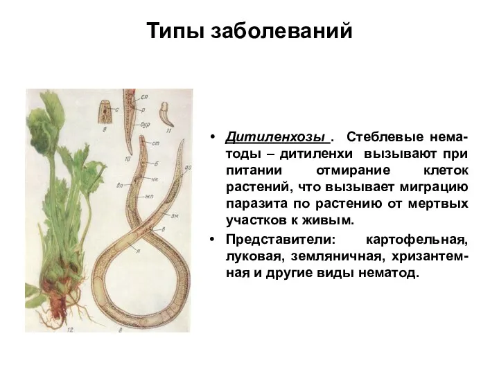 Типы заболеваний Дитиленхозы . Стеблевые нема-тоды – дитиленхи вызывают при