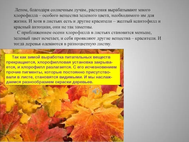 Летом, благодаря солнечным лучам, растения вырабатывают много хлорофилла – особого вещества зеленого цвета,