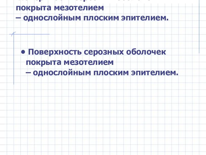 Поверхность серозных оболочек покрыта мезотелием – однослойным плоским эпителием. Поверхность