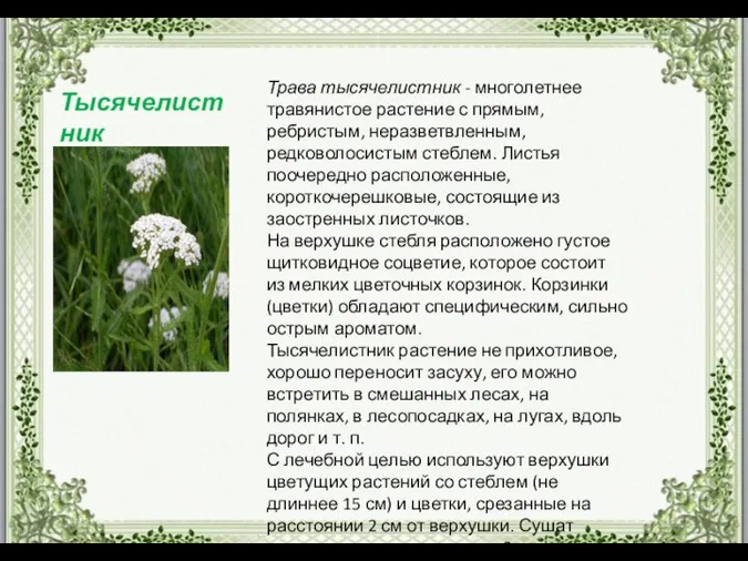 Трава тысячелистник - многолетнее травянистое растение с прямым, ребристым, неразветвленным, редковолосистым стеблем. Листья