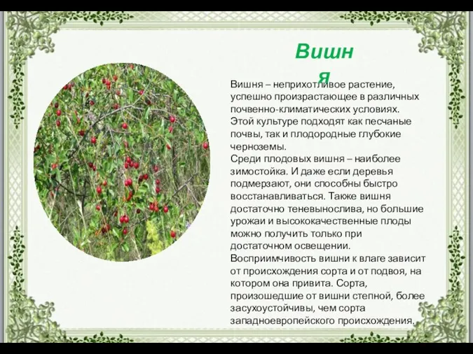 Вишня – неприхотливое растение, успешно произрастающее в различных почвенно-климатических условиях. Этой культуре подходят