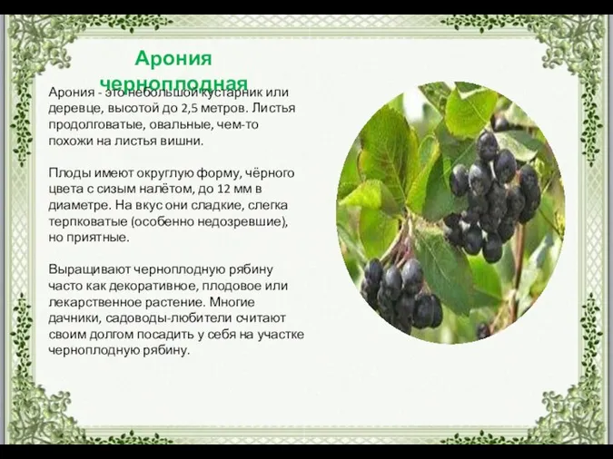 Арония черноплодная Арония - это небольшой кустарник или деревце, высотой до 2,5 метров.