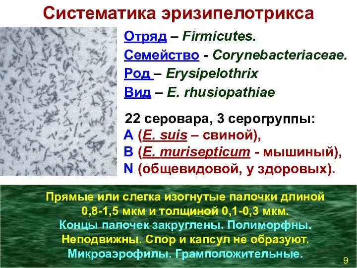 Систематика эризипелотрикса Отряд – Firmicutes. Семейство - Corynebacteriaceae. Род –