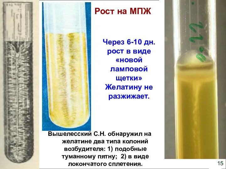 15 Через 6-10 дн. рост в виде «новой ламповой щетки»