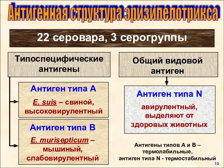 Антигенная структура эризипелотрикса Типоспецифические антигены 19 22 серовара, 3 серогруппы