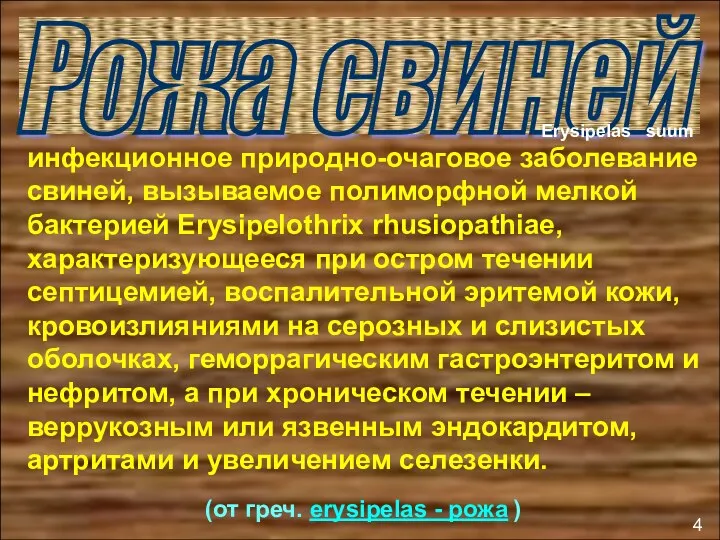 Рожа свиней инфекционное природно-очаговое заболевание свиней, вызываемое полиморфной мелкой бактерией