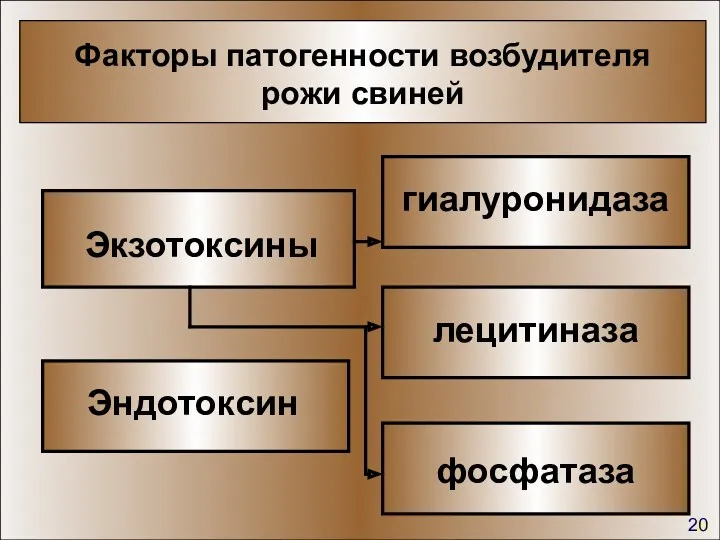 Факторы патогенности возбудителя рожи свиней Экзотоксины Эндотоксин 31 фосфатаза лецитиназа гиалуронидаза 20