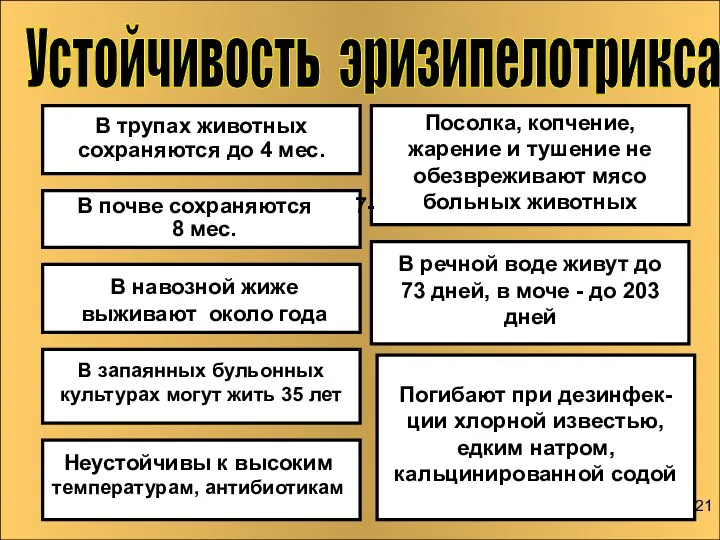 Устойчивость эризипелотрикса В трупах животных сохраняются до 4 мес. Посолка,