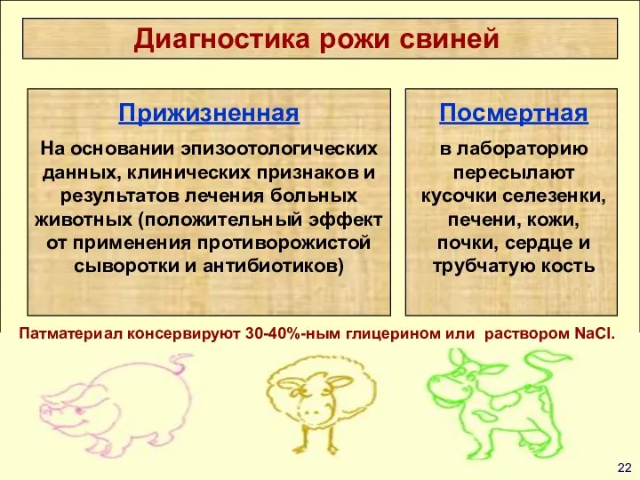 Диагностика рожи свиней Прижизненная На основании эпизоотологических данных, клинических признаков