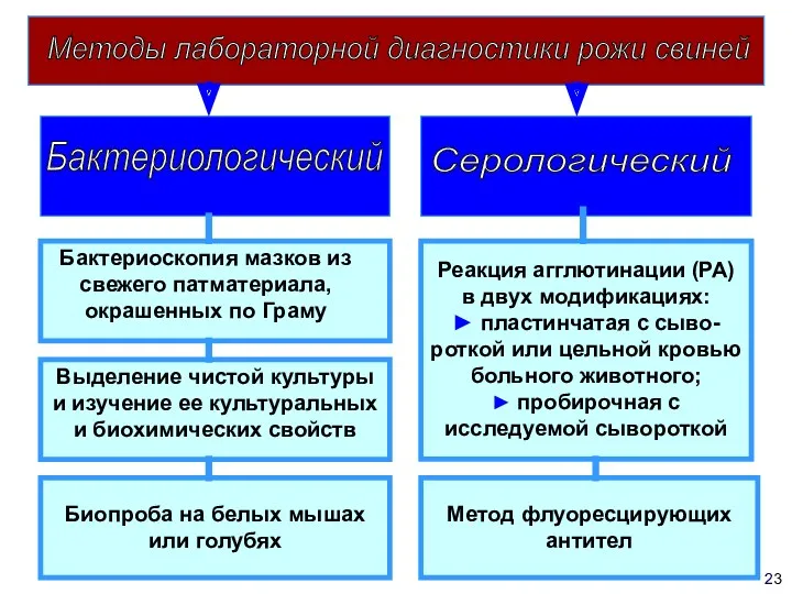 23 Методы лабораторной диагностики рожи свиней Бактериологический Серологический Бактериоскопия мазков