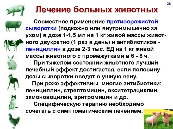 28 Лечение больных животных Совместное применение противорожистой сыворотки (подкожно или