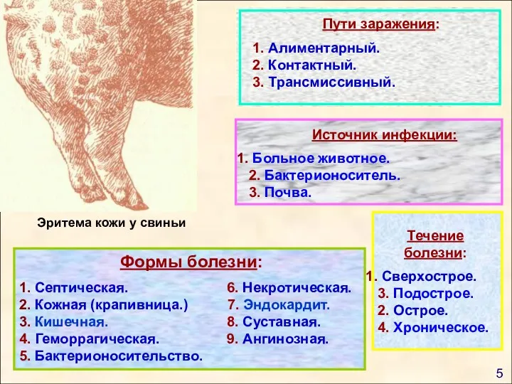 9 Эритема кожи у свиньи 5 Пути заражения: 1. Алиментарный.