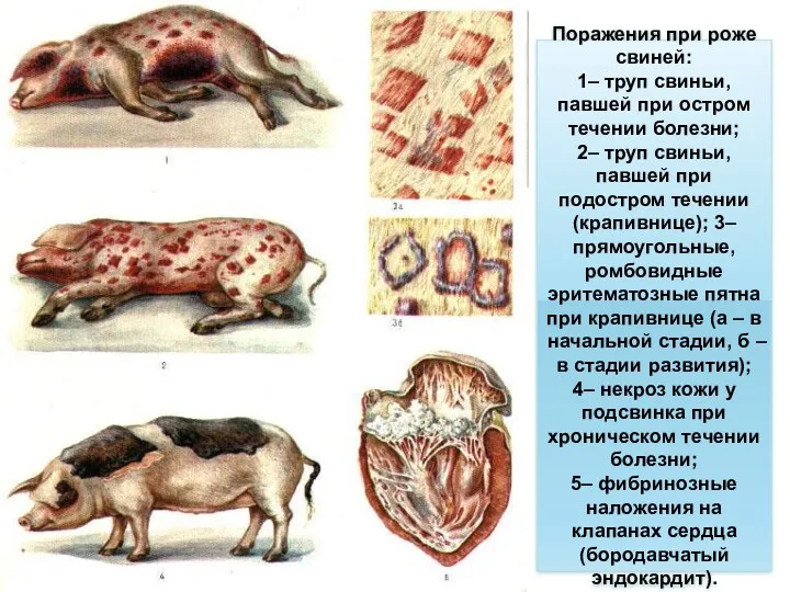 Поражения при роже свиней: 1– труп свиньи, павшей при остром