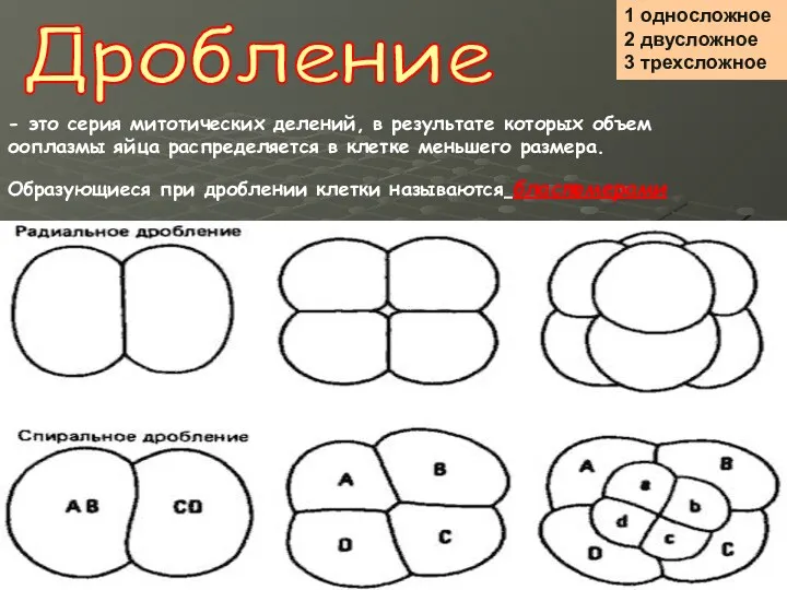 1 односложное 2 двусложное 3 трехсложное Дробление - это серия