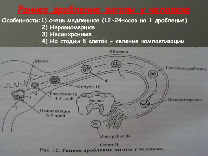 Раннее дробление зиготы у человека Особенности:1) очень медленные (12-24часов на