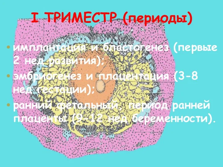 I ТРИМЕСТР (периоды) имплантация и бластогенез (первые 2 нед развития);