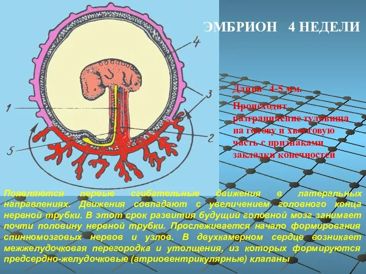 ЭМБРИОН 4 НЕДЕЛИ Длина 4-5 мм. Происходит разграничение туловища на