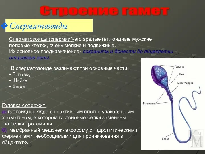 Строение гамет Сперматозоиды Сперматозоиды (спермии)-это зрелые гаплоидные мужские половые клетки,