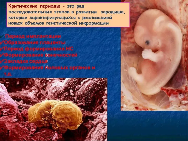 Кри Критические периоды - это ряд последовательных этапов в развитии