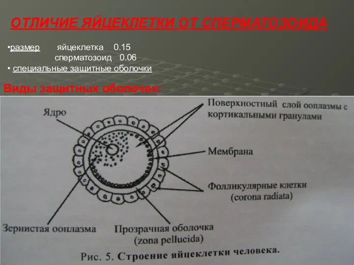 ОТЛИЧИЕ ЯЙЦЕКЛЕТКИ ОТ СПЕРМАТОЗОИДА размер яйцеклетка 0.15 сперматозоид 0.06 специальные защитные оболочки Виды защитных оболочек: