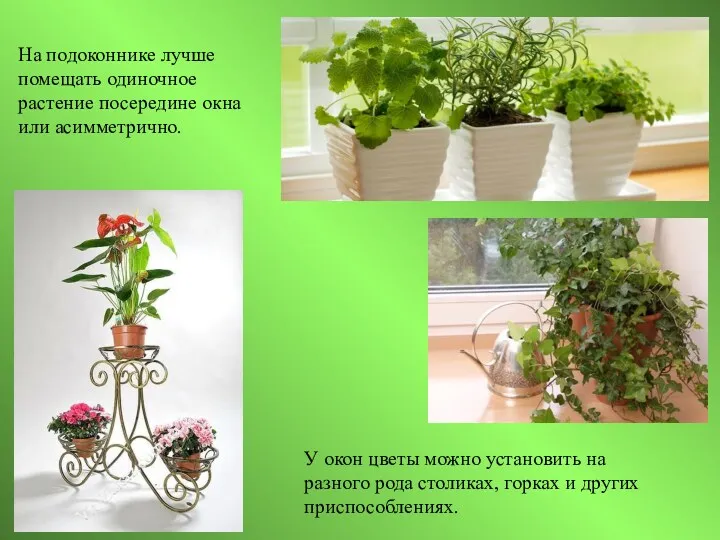 На подоконнике лучше помещать одиночное растение посередине окна или асимметрично.