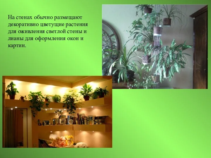 На стенах обычно размещают декоративно цветущие растения для оживления светлой