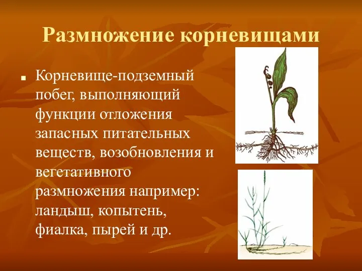 Размножение корневищами Корневище-подземный побег, выполняющий функции отложения запасных питательных веществ, возобновления и вегетативного