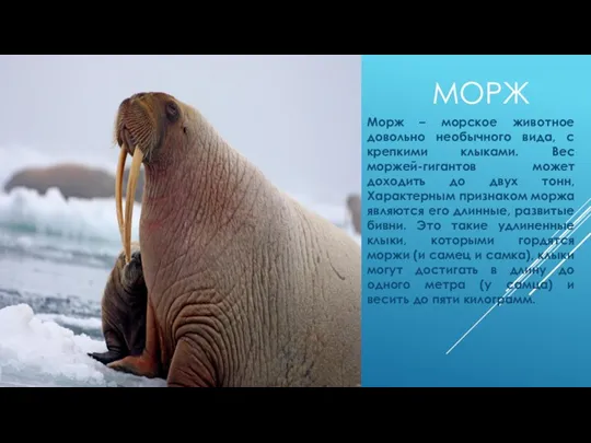 МОРЖ Морж – морское животное довольно необычного вида, с крепкими