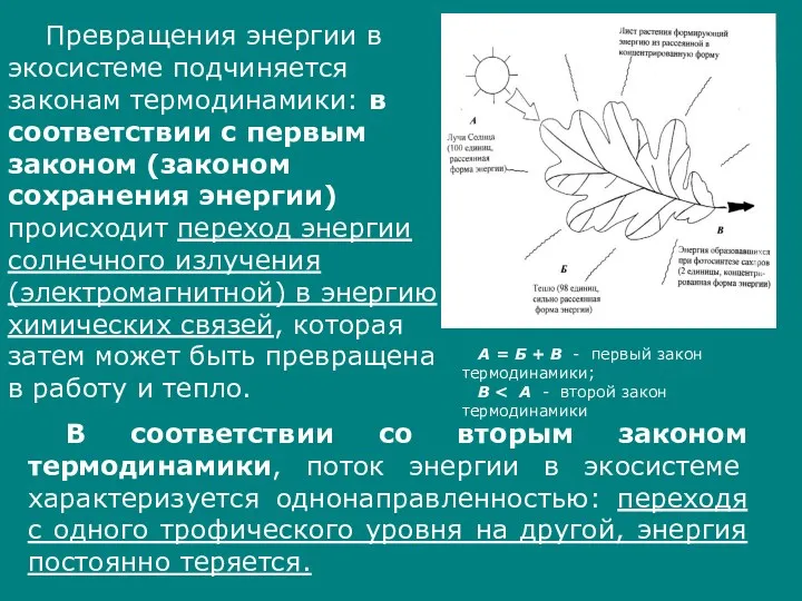 Превращения энергии в экосистеме подчиняется законам термодинамики: в соответствии с