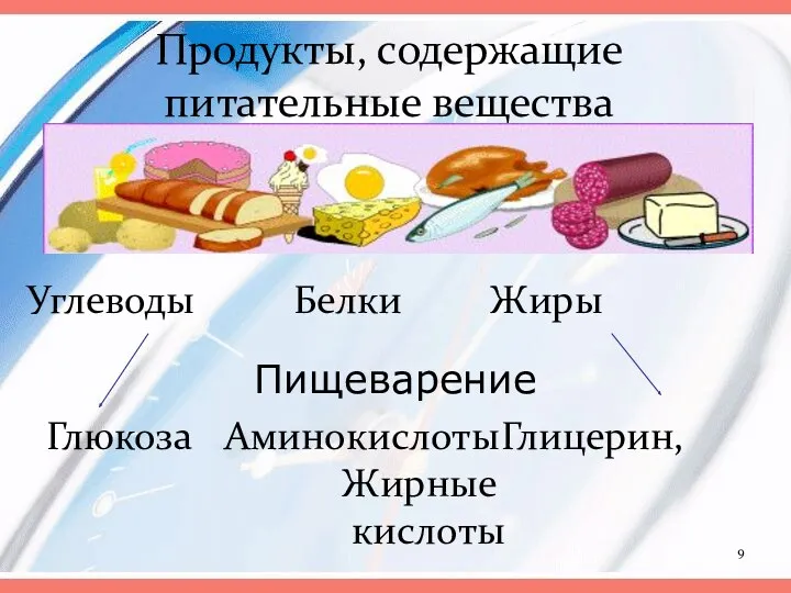 Продукты, содержащие питательные вещества Углеводы Белки Жиры Глюкоза Аминокислоты Глицерин, Жирные кислоты Пищеварение