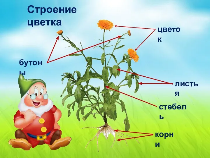 корни стебель бутоны листья Строение цветка цветок