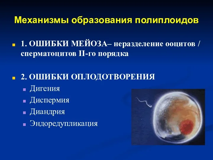 Механизмы образования полиплоидов 1. ОШИБКИ МЕЙОЗА– неразделение ооцитов / сперматоцитов