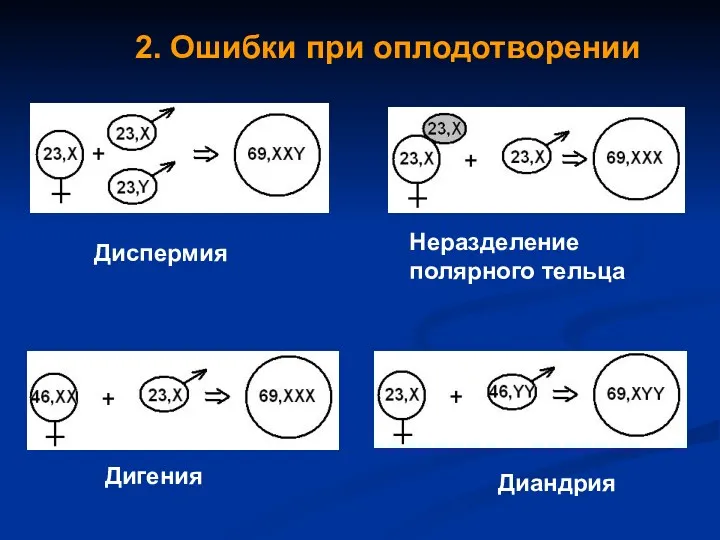 2. Ошибки при оплодотворении Диспермия Неразделение полярного тельца Диандрия Дигения