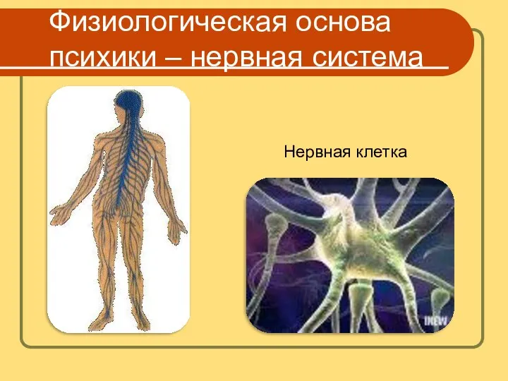 Физиологическая основа психики – нервная система Нервная клетка