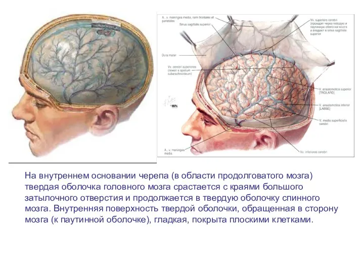 На внутреннем основании черепа (в области продолговатого мозга) твердая оболочка головного мозга срастается