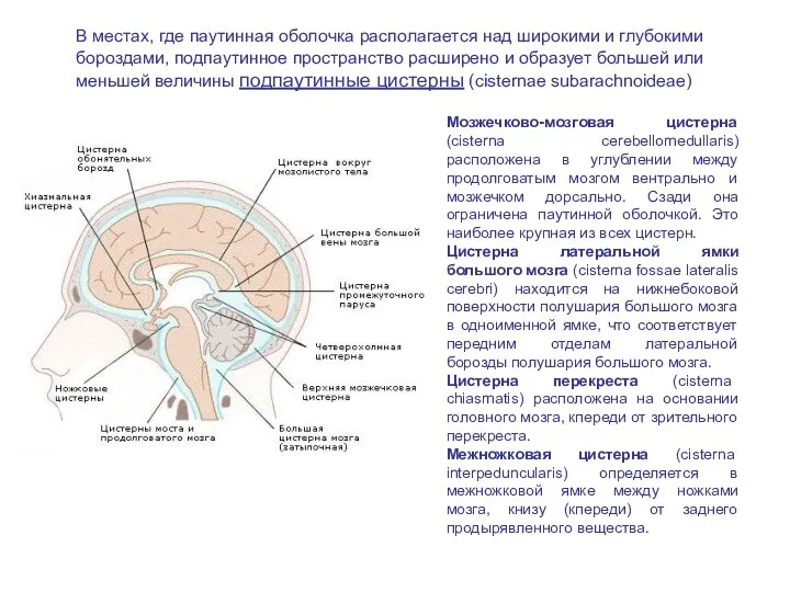 Мозжечково-мозговая цистерна (cisterna cerebellomedullaris) расположена в углублении между продолговатым мозгом вентрально и мозжечком