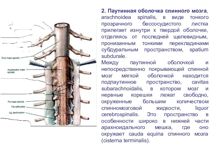 2. Паутинная оболочка спинного мозга, arachnoidea spinalis, в виде тонкого прозрачного бессосудистого листка