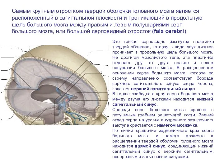 Самым крупным отростком твердой оболочки головного мозга является расположенный в сагиттальной плоскости и