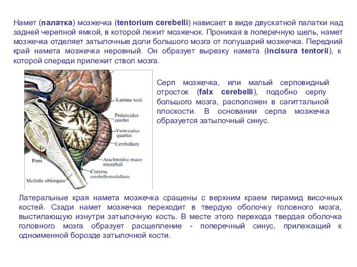Намет (палатка) мозжечка (tentorium cerebelli) нависает в виде двускатной палатки над задней черепной