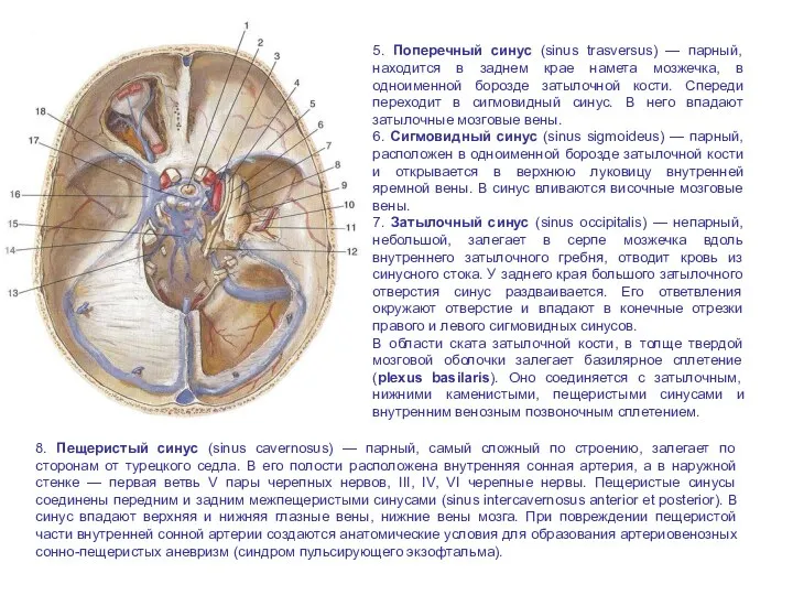 5. Поперечный синус (sinus trasversus) — парный, находится в заднем крае намета мозжечка,