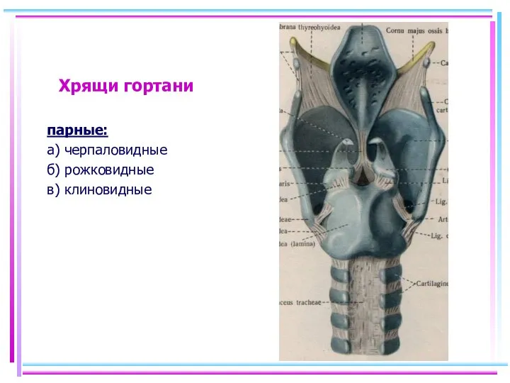 Хрящи гортани парные: а) черпаловидные б) рожковидные в) клиновидные