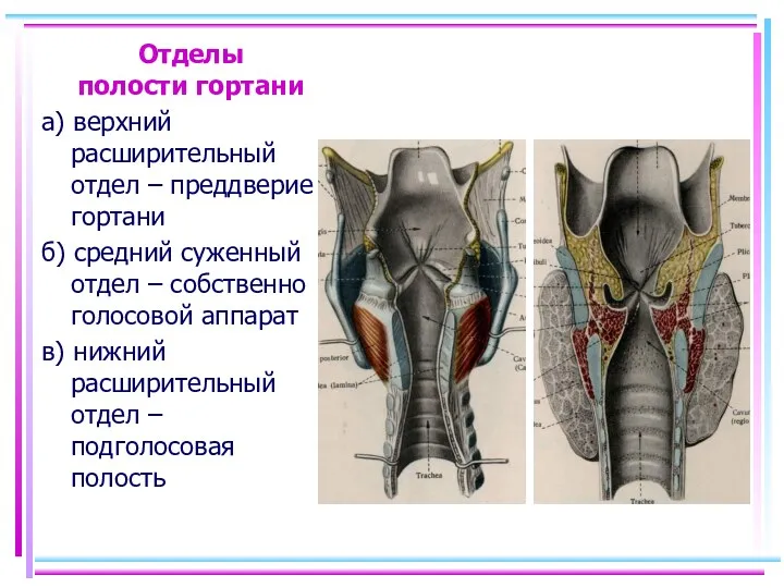 Отделы полости гортани а) верхний расширительный отдел – преддверие гортани