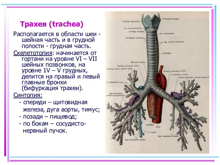 Трахея (trachea) Располагается в области шеи - шейная часть и