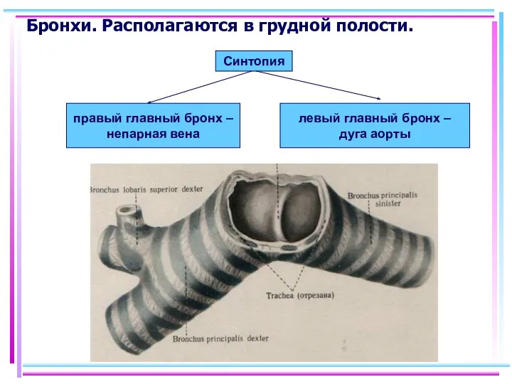 Бронхи. Располагаются в грудной полости. правый главный бронх – непарная вена левый главный