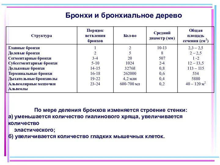 Бронхи и бронхиальное дерево По мере деления бронхов изменяется строение